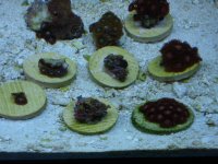 ro room and frags 033.JPG