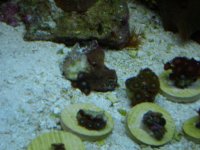 ro room and frags 034.JPG