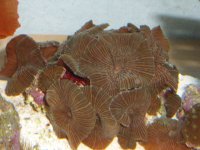 ro room and frags 035.JPG