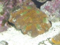 acan ech.JPG