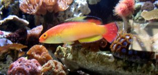 wrasse id.jpg