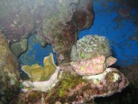 acan1.jpg