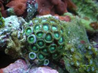 supergreen zoos 3.JPG