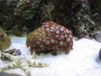 Tank - Corals - Fish - shrimps & crabs 028_800x600.JPG