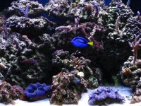 Fish Tank 031.jpg