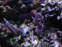Fish Tank 030.jpg