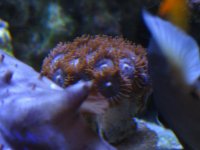 Fish Tank 002.jpg