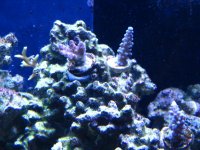 Fish Tank 019.jpg