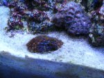 Fish Tank 021.jpg