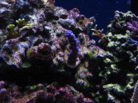 Fish Tank 041.jpg