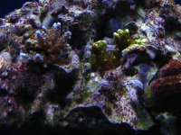 Fish Tank 040.jpg