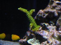 Fish Tank 038.jpg