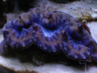 Fish Tank 033.jpg
