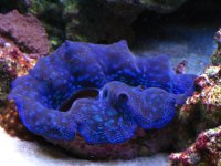 Fish Tank 042.jpg