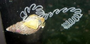 Cerith Egg Laying.JPG