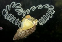 Snail Egg 2.JPG
