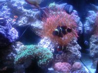 maroon clowns 013.jpg