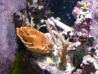 Reef Tank! 008.jpg