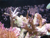 Reef Tank! 010.jpg