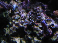 Fish Tank 039.jpg