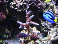 Fish Tank 026.jpg