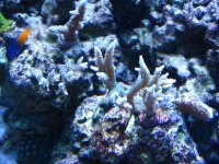 Fish Tank 024.jpg
