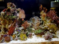 tank on Earthday '08.JPG