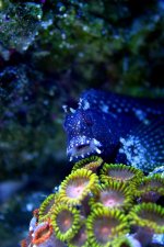 Starry Blenny & Zoo's 3.jpg