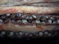 tentacles closeup.jpg