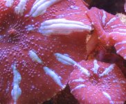 candy cane mushroom.jpg
