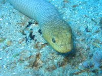 sea snake.jpg
