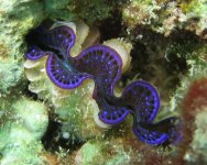 clam.jpg