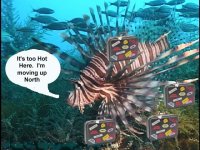 movin' lionfish.jpg
