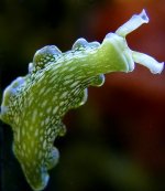 lettuce nudibranch.jpg