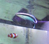 wrasse.jpg