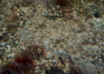 flounder.jpg