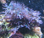 plasticalgae2.jpg