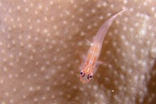 coralgoby.jpg