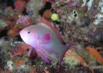 lyreanthias.jpg