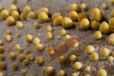 cushionshrimp.jpg