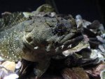 toadfish.jpg