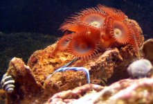 polyps.jpg