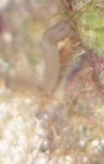 worm1.jpg