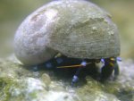 smallelectricblue.jpg