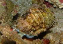 snail side.jpg