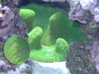 stichodactyla haddoni.jpg