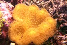 sarcophyton.jpg