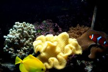 sarcophyton_yellow.jpg