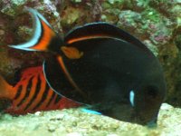 achilles tang 4-20-05.JPG