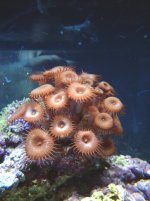 pictures taken on 01-03-04 030.jpg